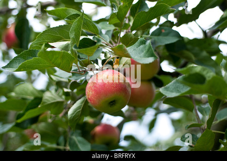 Apple growing on tree Stock Photo