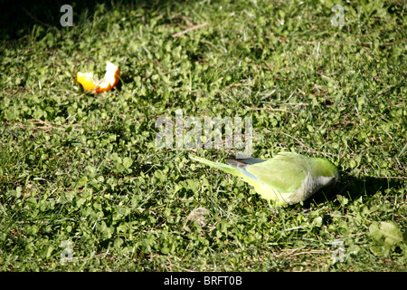 parrots feeding in park, rome, italy Stock Photo