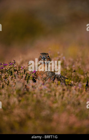 Red Grouse, Lagopus lagopus scoticus in heather, North Yorkshire Moors National Park, UK Stock Photo