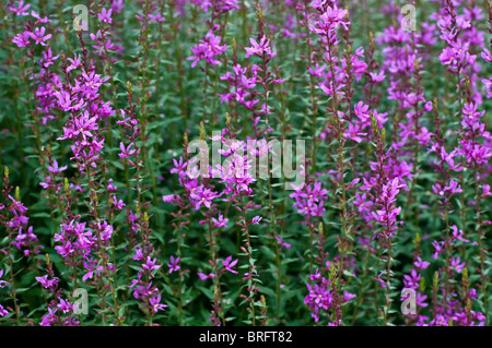 Lythrum virgatum DROPMORE PURPLE flowers Stock Photo