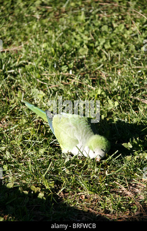 parrots feeding in park, rome, italy Stock Photo