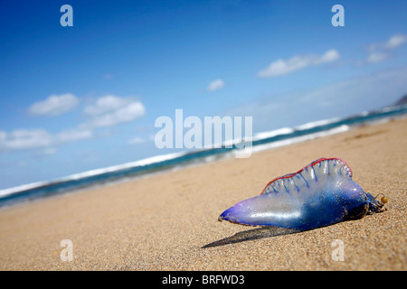 Portuguese Man of War jellyfish stranded on Atlantic beach Stock Photo
