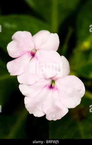 Balsamine Sauvage, Impatiens gordonii, in flower inside the Rainforest Biome at The Eden Project in Cornwall, United Kingdom Stock Photo