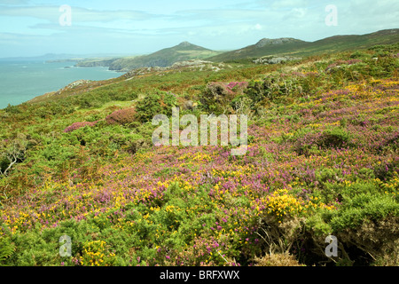 View north to Penberry from near Carn Llidi, St David's, Pembrokeshire, Wales Stock Photo