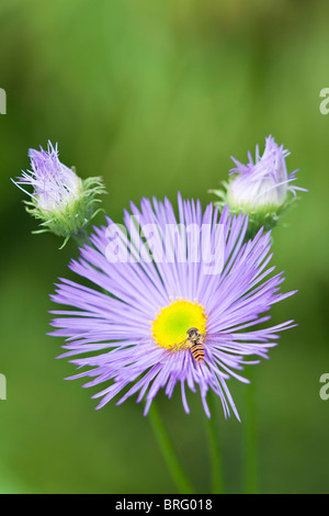 Flower of Erigeron 'Dunkelste Aller' or 'Darkest of All' with Buds and Hover Fly Stock Photo
