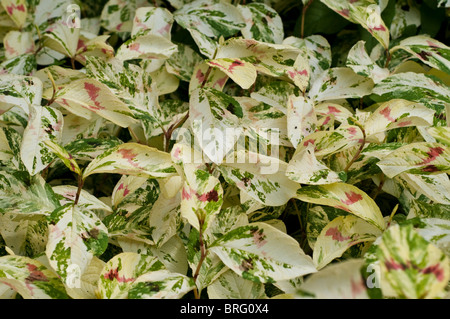 Persicaria virginiana (Variegata Group) PAINTER'S PALETTE Stock Photo