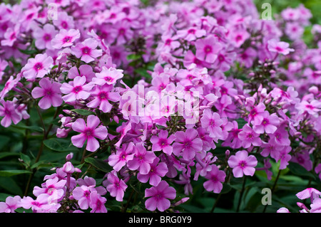 Phlox paniculata EVA CULLUM Stock Photo