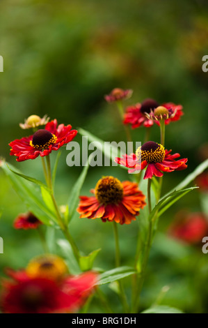Helenium autumnale Red Hybrids in flower Stock Photo