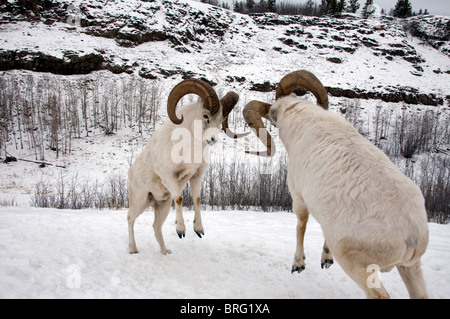 dall sheep-ovis dalli-fighting-yukon territory-canada-2008 Stock Photo