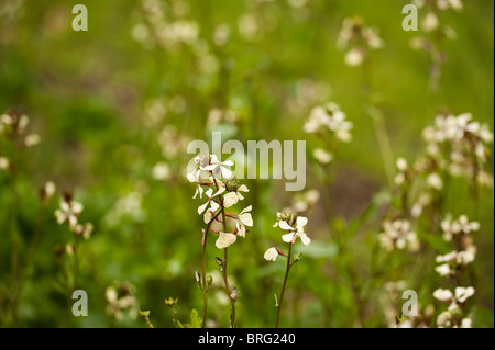Salad Rocket, Eruca vesicaria subsp sativa, in flower Stock Photo