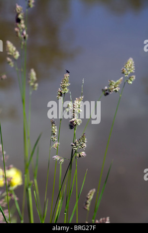 Red Fescue by The Macclesfield Canal Poynton Cheshire Enlgand Stock Photo