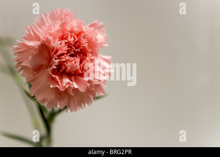 Pink Carnation Flower Stock Photo