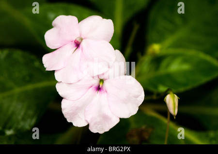 Balsamine Sauvage, Impatiens gordonii, in flower inside the Rainforest Biome at The Eden Project in Cornwall, United Kingdom Stock Photo
