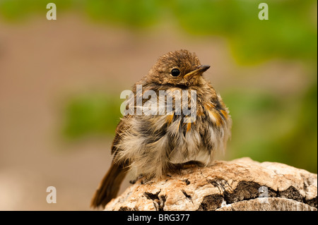 Juvenile Robin, Erithacus rubecula Stock Photo