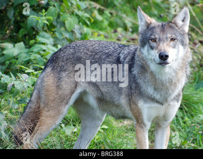 European grey wolf Stock Photo