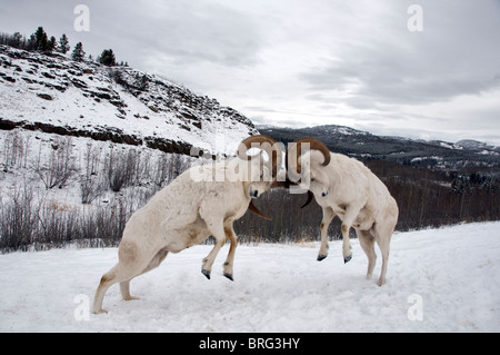 dall sheep-ovis dalli-fighting-yukon territory-canada-2008 Stock Photo