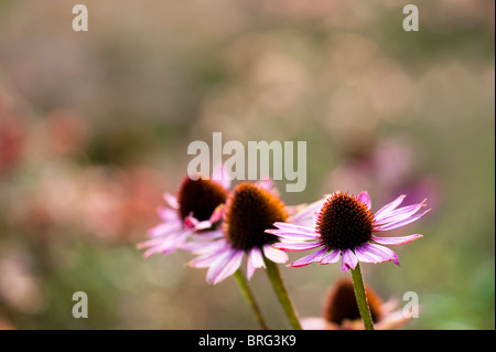 Echinacea purpurea, Eastern Purple Coneflower or Purple Coneflower, in bloom Stock Photo