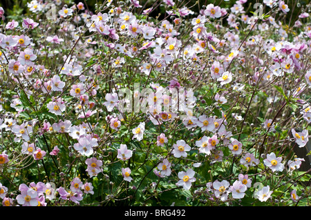 Anemone hupehensis var. japonica PRINZ HEINRICH Stock Photo