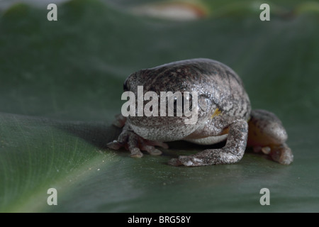 Peron's tree frog Stock Photo