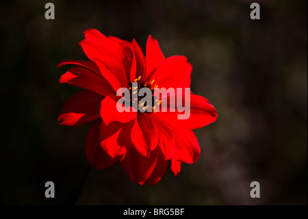 Dahlia 'Bishop of Llandaff' in flower