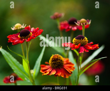 Helenium autumnale Red Hybrids in flower Stock Photo