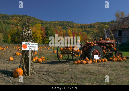 A self-picking pumpkin patch and field surrounded by fall foliage in Autumn near Orwell, Vermont Stock Photo