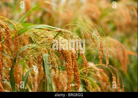 Proso millet, Panicum miliaceum, growing at The Eden Project in Cornwall, United Kingdom Stock Photo