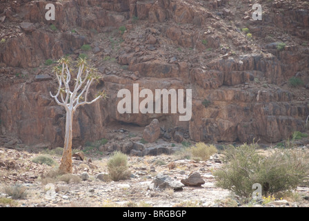 Quiver tree in Namibia Stock Photo