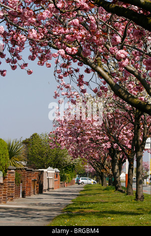 Ornamental cherry blossom (Prunus Kanzan) growing on some of the many cherry trees which line Southport Rd. in Southport, Lancs. Stock Photo