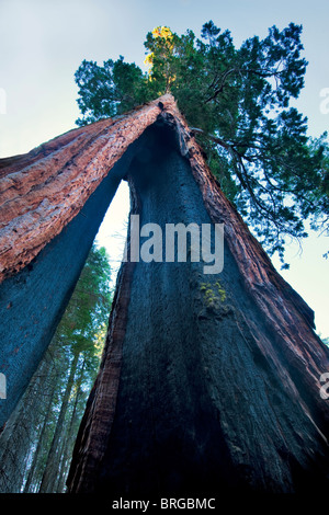 Clothspin Tree. Giant Sequoia Redwood. Mariposa Grove. Yosemite National Park, California Stock Photo