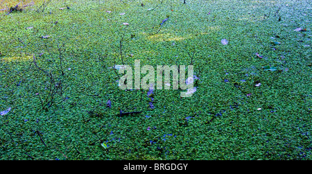 Lush vegetation growing on surface of water in swamp where bald cypress trees (Taxodium distichum) rise from the bogs. Stock Photo