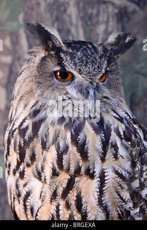 Captive European Eagle Owl Bubo bubo At 'Animal Magic' Event, Martin Mere WWT, Lancashire UK Stock Photo