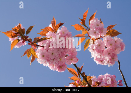 Ornamental cherry blossom (Prunus Kanzan) growing on one of the many cherry trees which line Southport Road in Southport, Lancs. Stock Photo