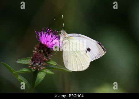 Small white butterfly (Pieris rapae) using its proboscis to harvest nectar from a thistle flower. Stock Photo