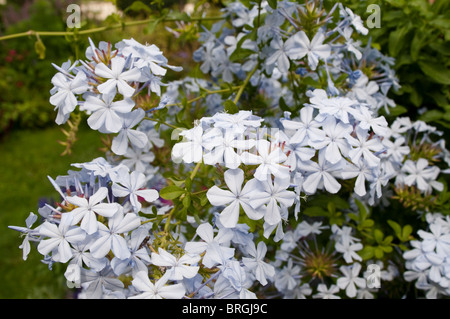 Blue Plumbago or leadwort Stock Photo