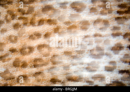 Blurry panned image of Animal spots blanket Stock Photo