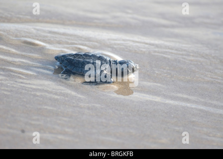 Kemp ridley turtle, Lepidochelys kempii, at South Padre Island, Texas. Stock Photo