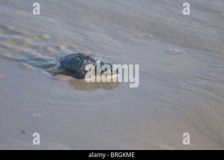 Kemp ridley turtle, Lepidochelys kempii, South Padre Island, Texas USA Stock Photo