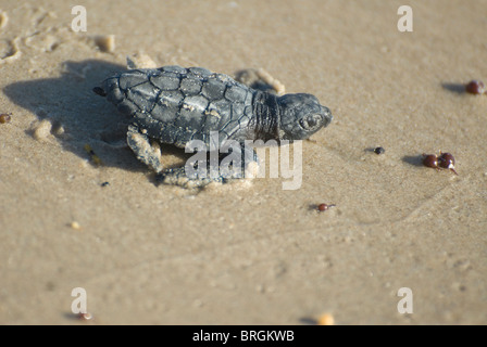 Kemp Ridley turtle, Lepidochelys kempii, South Pdre Island, Texas Stock Photo