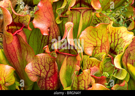 Purple Pitcher Plants "Sarracenia purpurea", a carnivorous pitcher plant, grow in a New England bog in Vermont, USA. Stock Photo