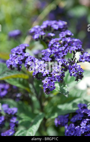 Heliotropium arborescens, Heliotropium peruvianum MARINE Stock Photo