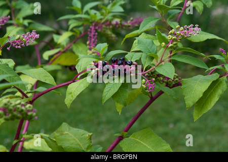 Phytolacca americana, American grape, American pokeweed, Pokeberry, Pokeweed, Red Ink Plant Stock Photo