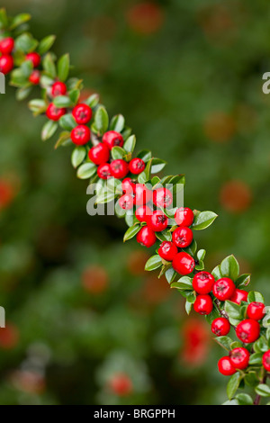 Red Cotoneaster berries in early Autumn in UK Stock Photo