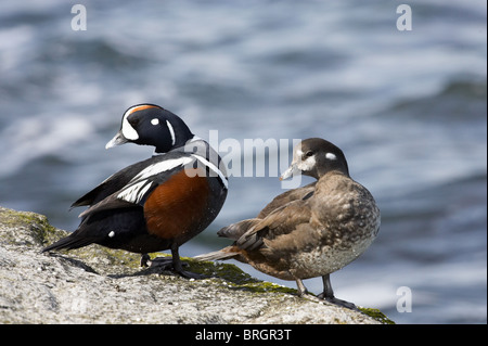 Adult Male and Female Harlequin Ducks perched on rocks Stock Photo