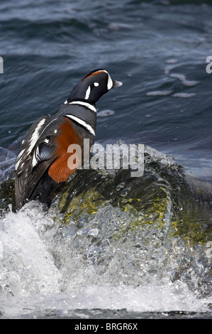 Adult Male Harlequin Ducks perched on rocks Stock Photo