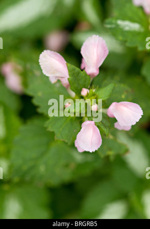Pale pink flower of the Spotted Dead-Nettle (Lamium maculatum) in bloom in early Autumn in UK Stock Photo