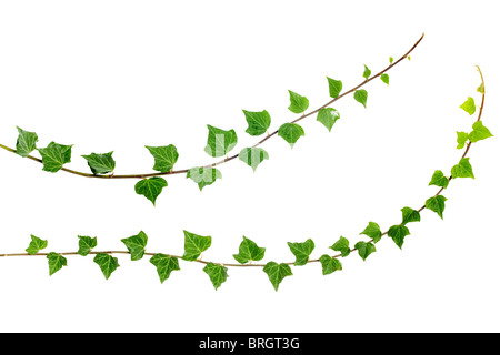 two fresh ivy branches isolated on white background Stock Photo