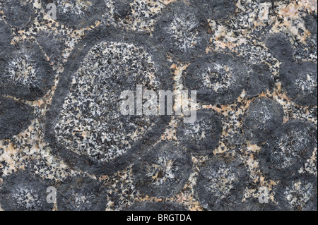 Close-up orbicular granite rock Granito Orbicular Santuario de la Naturaleza Rodillo Pacific coast Atacama Chile South America Stock Photo
