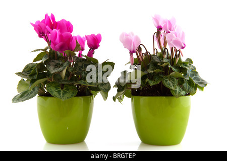 Pink Cyclamen in green flower pots isolated white background Stock Photo
