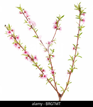 peach tree branch with flowers and leaves isolated on white Stock Photo